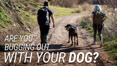 ARE YOU BUGGING OUT WITH YOUR DOG?